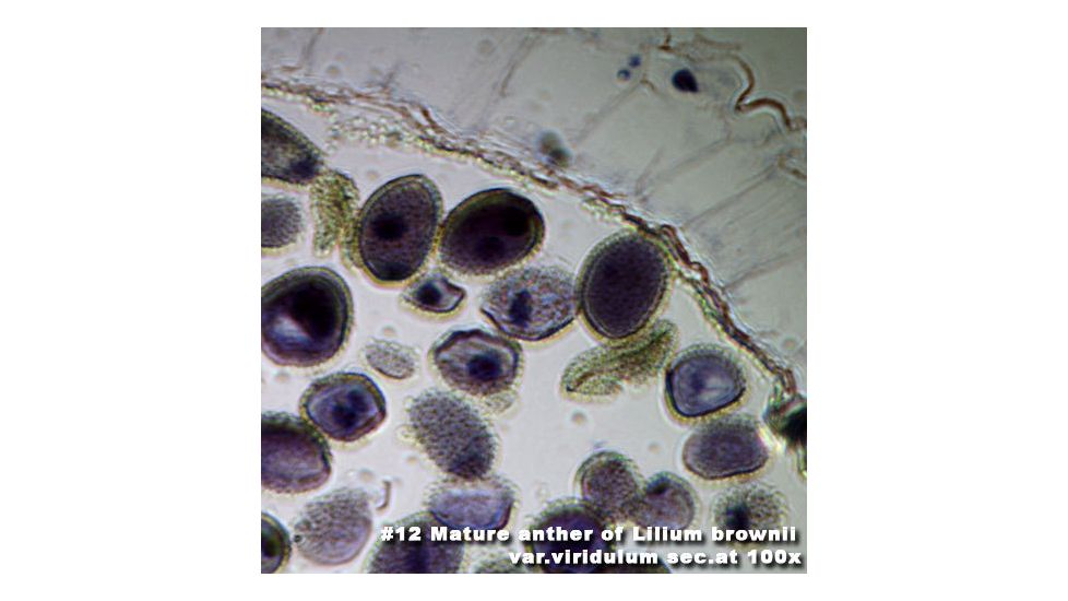 Barska Microscope Slide - Mature anther of Lilium Brownii