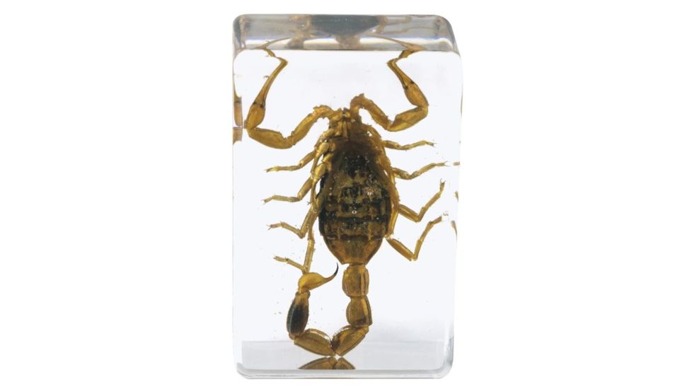 Celestron 3D Bug Specimen Kit #4, Clear, 44424