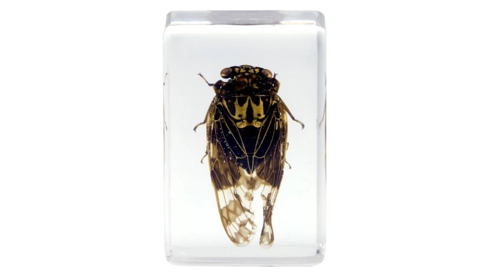 Celestron 3D Bug Specimen Kit #4, Clear, 44424