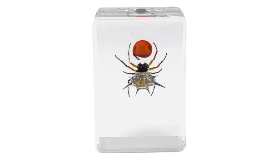 Celestron 3D Bug Specimen Kit #4, Clear, 44424