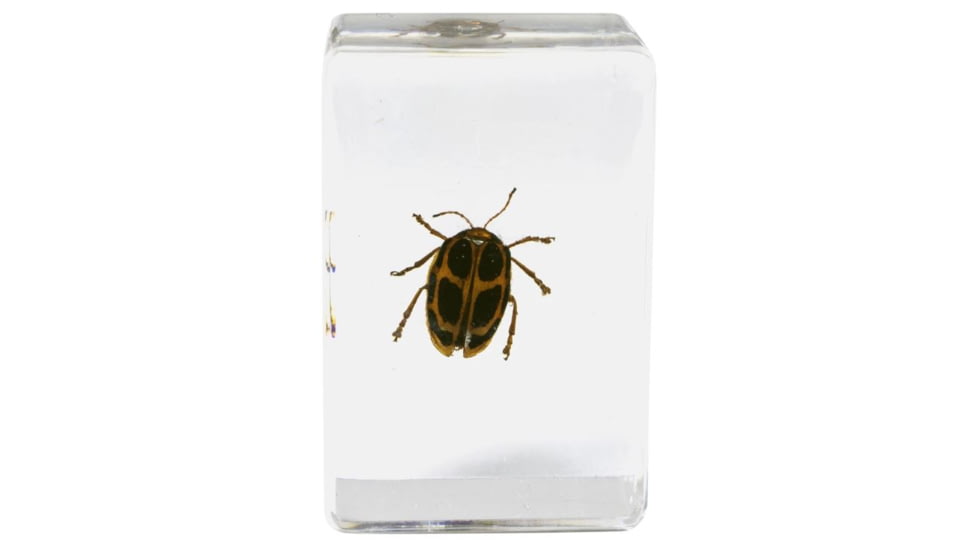 Celestron 3D Bug Specimen Kit #4, Clear, 44424