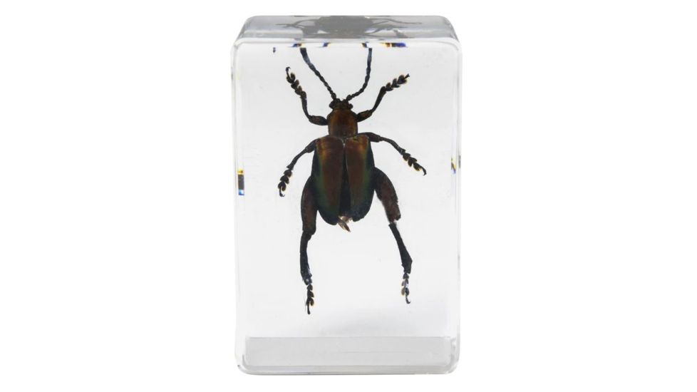 Celestron 3D Bug Specimen Kit #5, Clear, 44425
