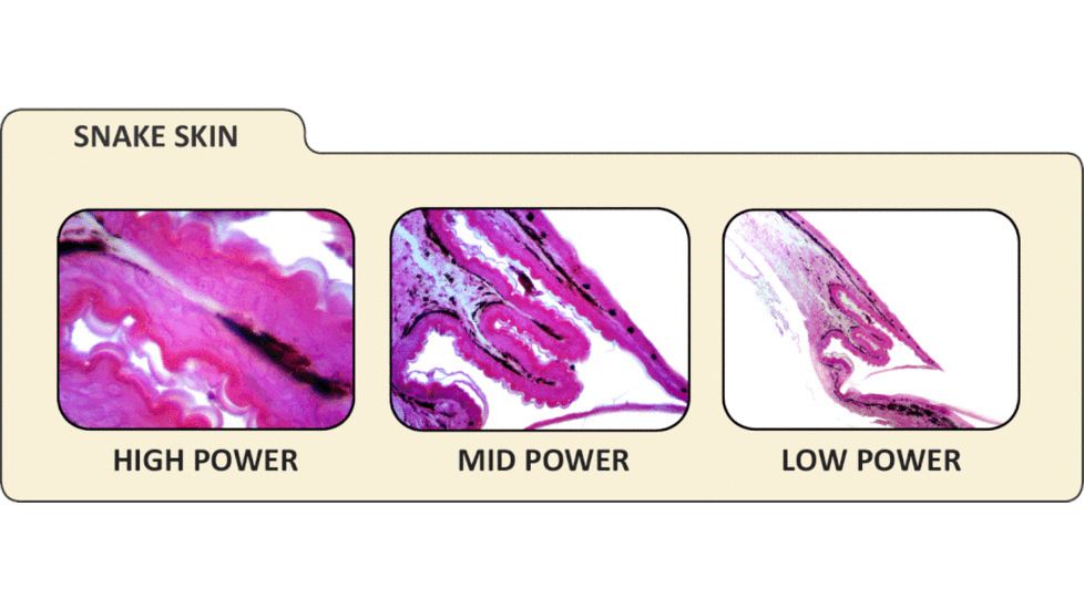 Celestron Digital Microscope Imager 44421