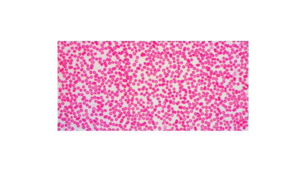 Levenhuk D670T Digital Trinocular Microscope, Black, Medium 40029