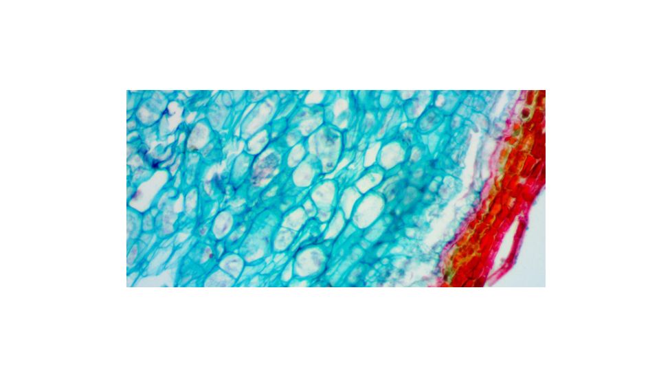 Levenhuk D670T Digital Trinocular Microscope, Black, Medium 40029