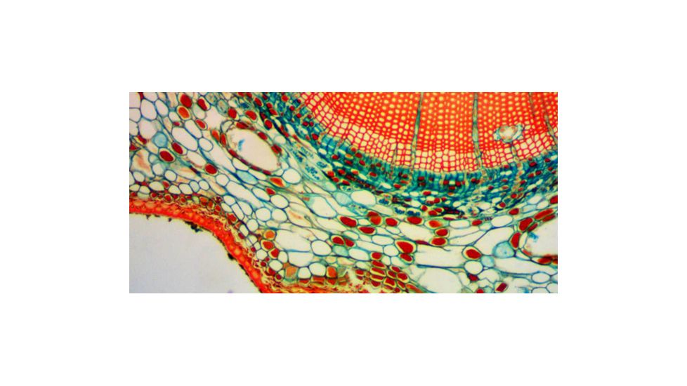 Levenhuk D870T Digital Trinocular Microscope, Black, Medium 40030