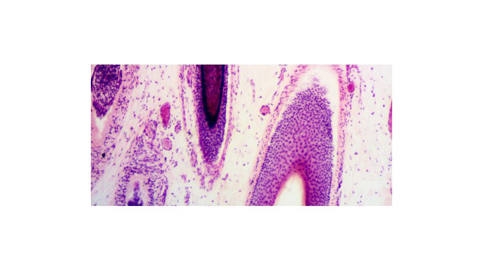 Levenhuk D870T Digital Trinocular Microscope, Black, Medium 40030