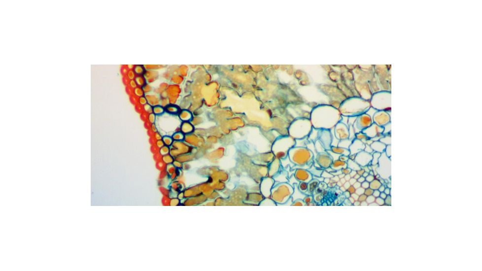 Levenhuk D870T Digital Trinocular Microscope, Black, Medium 40030
